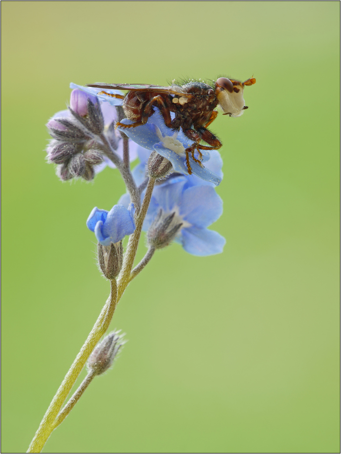 Buckelblasenkopffliege (Myopa tessellatipennis) 