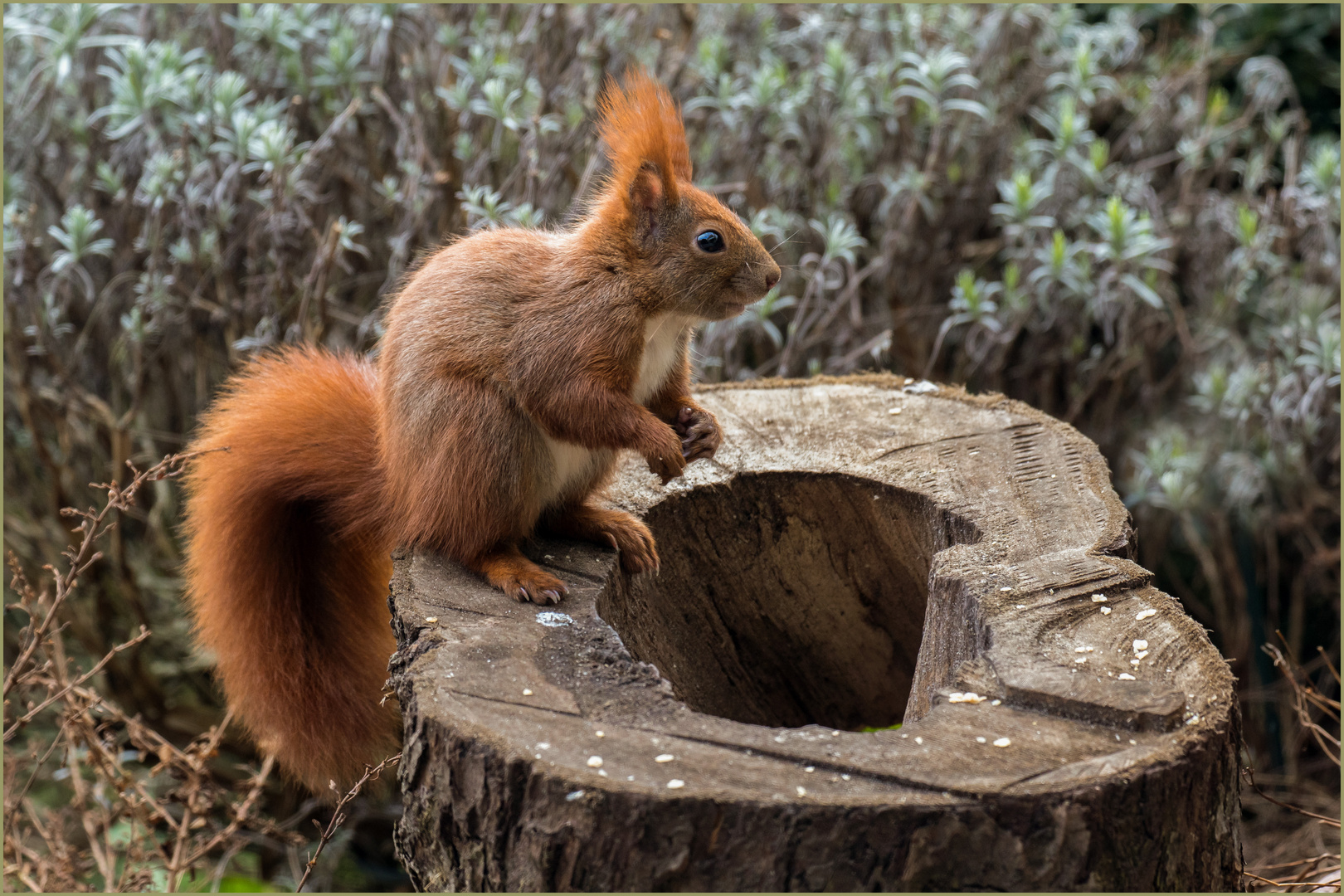 Buckelhörnchen