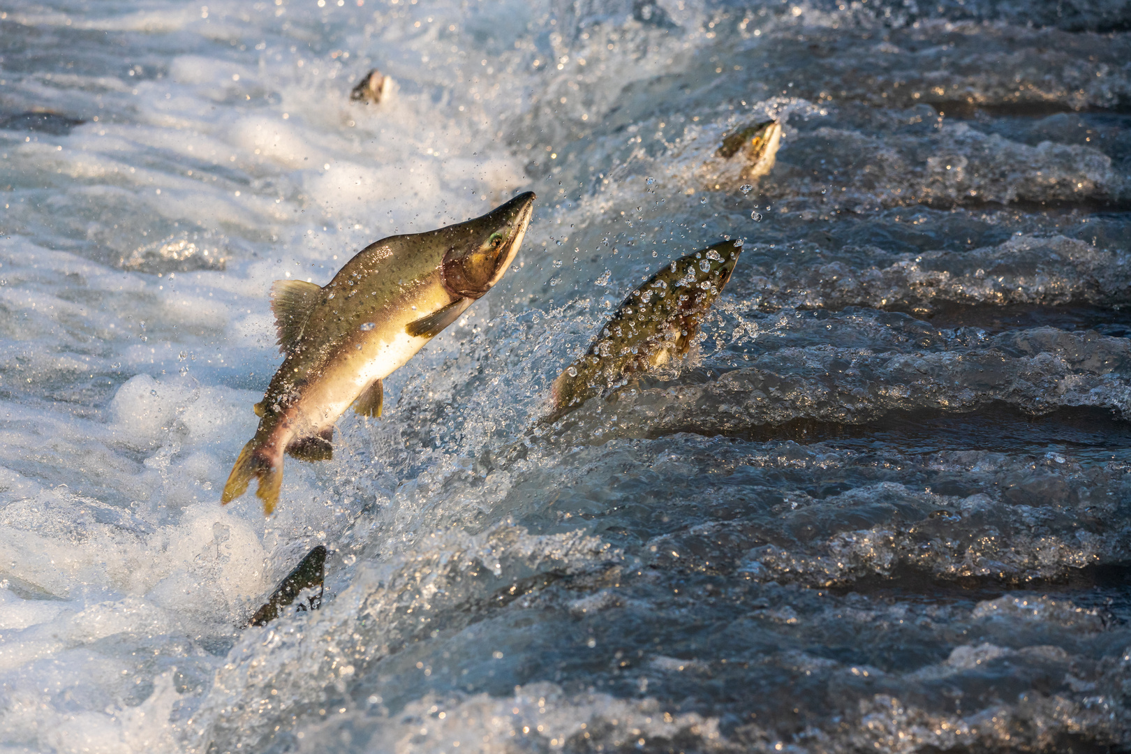 Buckellachs beim Aufstieg