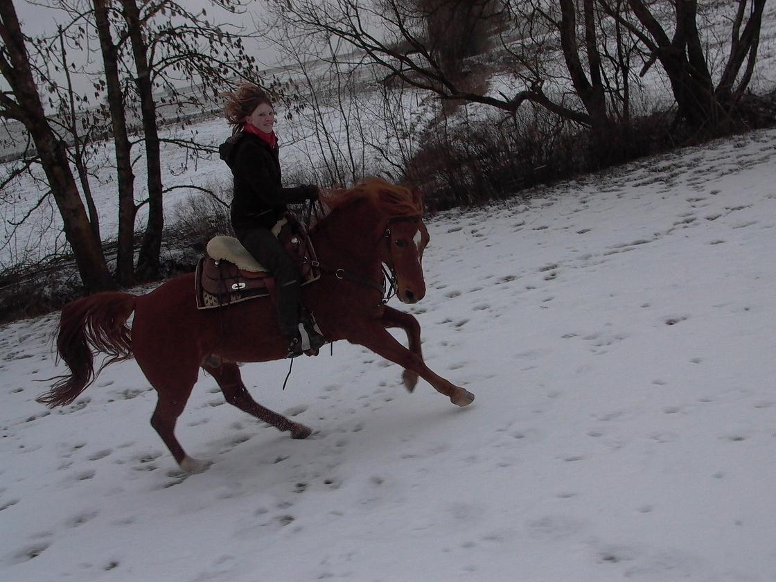 Buckelpferd im Schnee