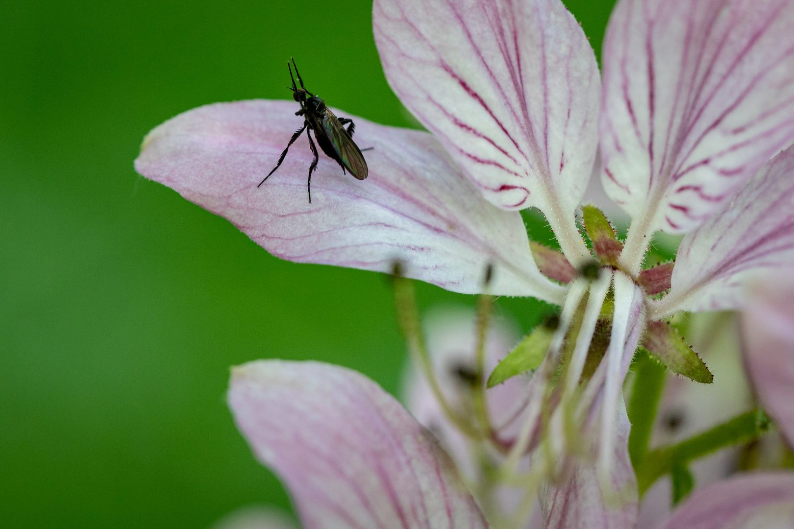 Buckeltanzfliege auf Diptam (Dictamnus albus)