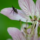 Buckeltanzfliege auf Diptam (Dictamnus albus)