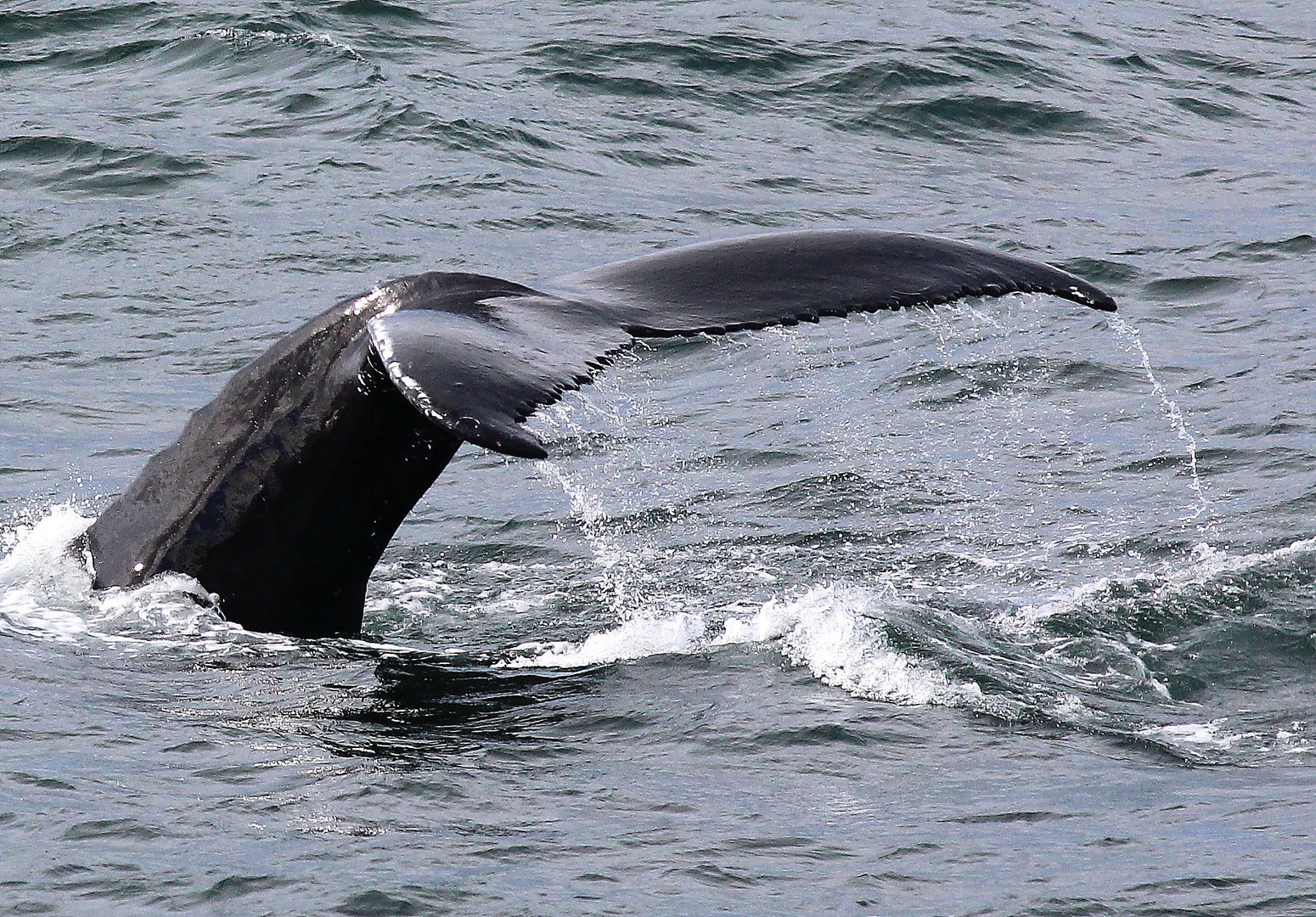 Buckelwaalfluke vor Reykjavik