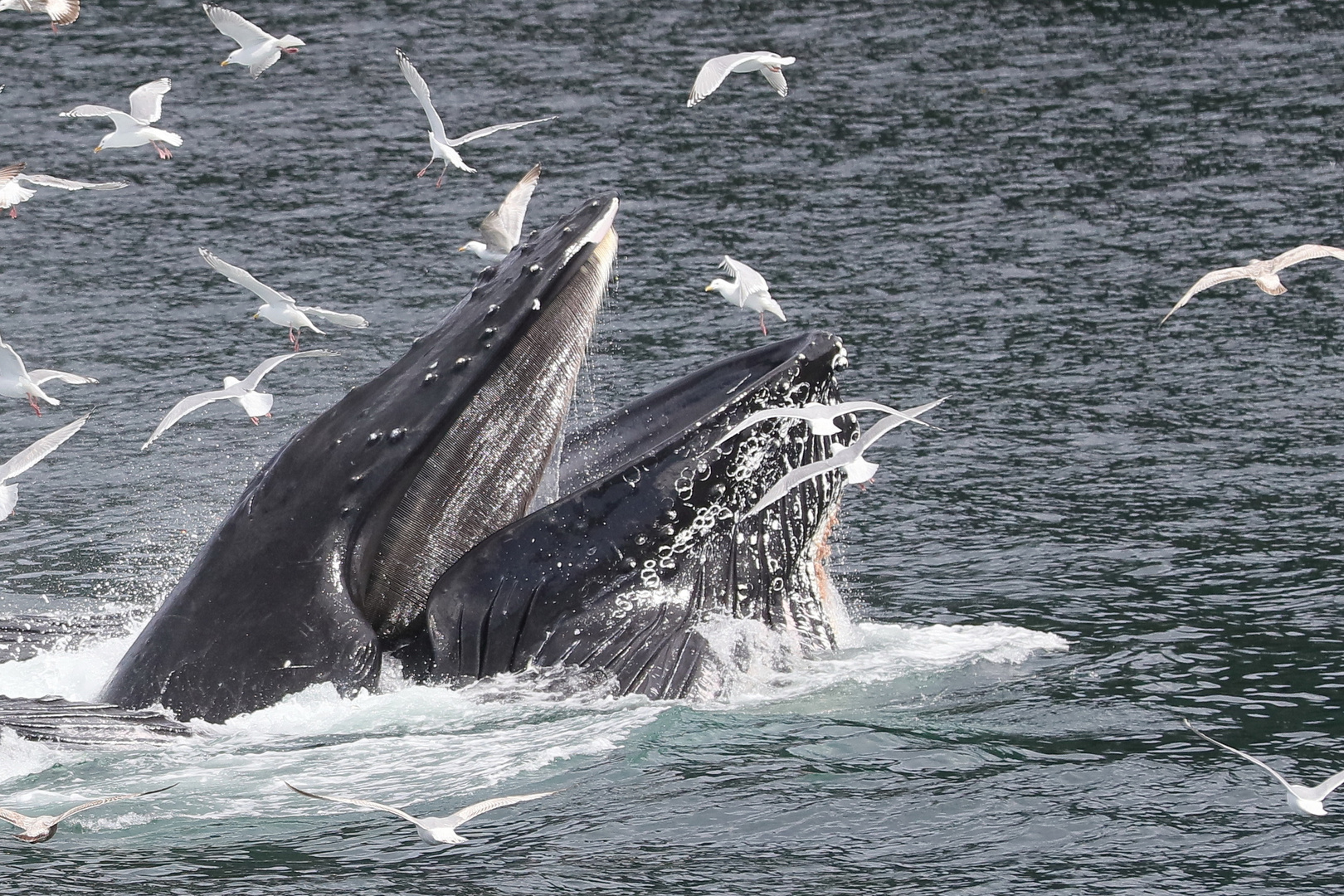 Buckelwal Foto & Bild | natur, alaska, wildlife Bilder auf fotocommunity