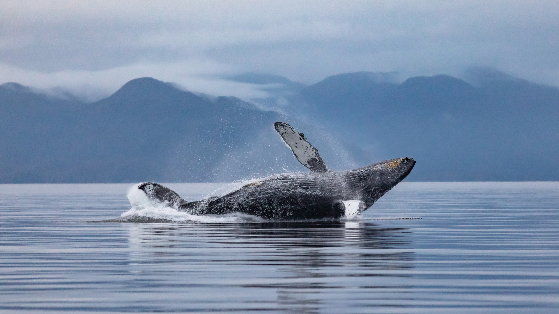 Buckelwal-7420 Foto & Bild | natur, canada, tiere Bilder auf fotocommunity