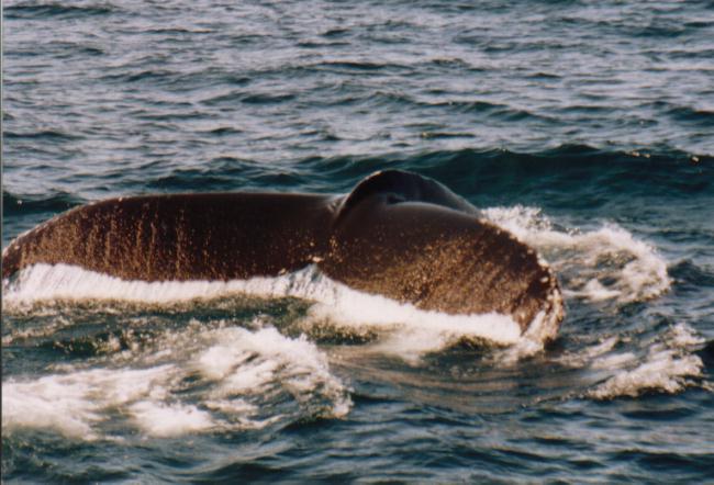 Buckelwal bei Nuuk (Grönland)