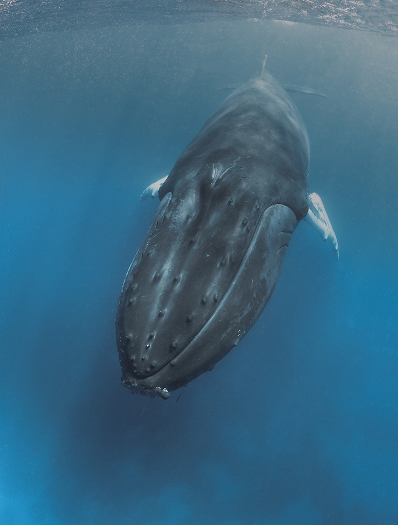 Buckelwal frontal&hellip; Foto & Bild | world, natur, tiere Bilder auf