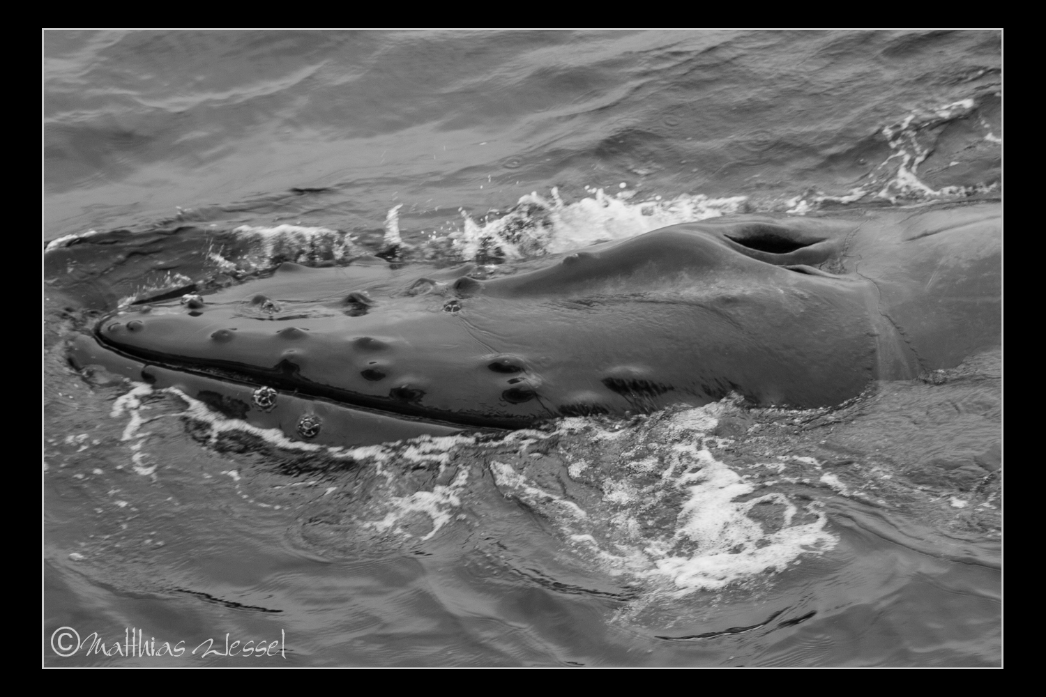 Buckelwal (humpback whale)