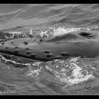 Buckelwal (humpback whale)