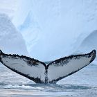 Buckelwal im Eisfjord