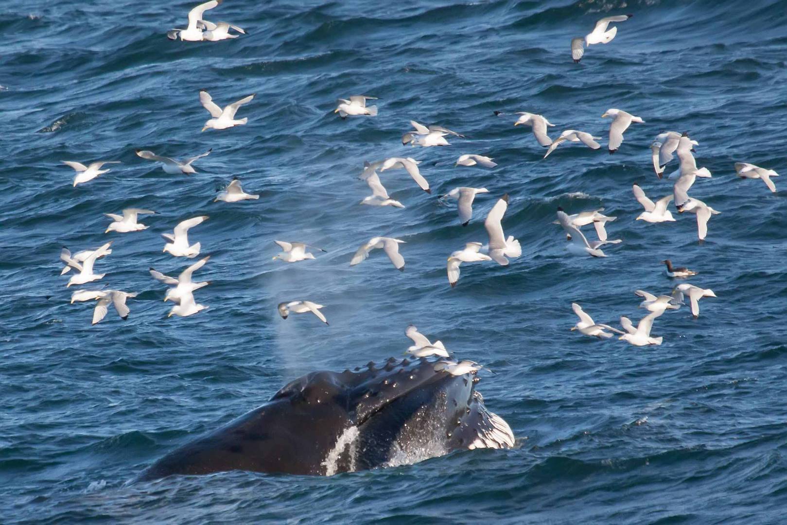 Buckelwal im Hornsund - Spitzbergen 1