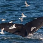 Buckelwal im Hornsund, Spitzbergen