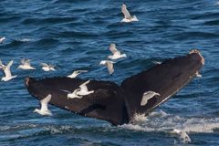 Buckelwal im Hornsund, Spitzbergen