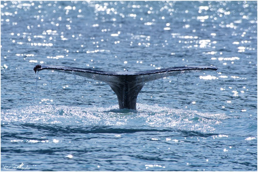 Buckelwal in der Bucht von Husavik (Island)