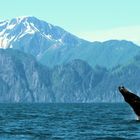 Buckelwal Kenai Fjords Alaska 2019