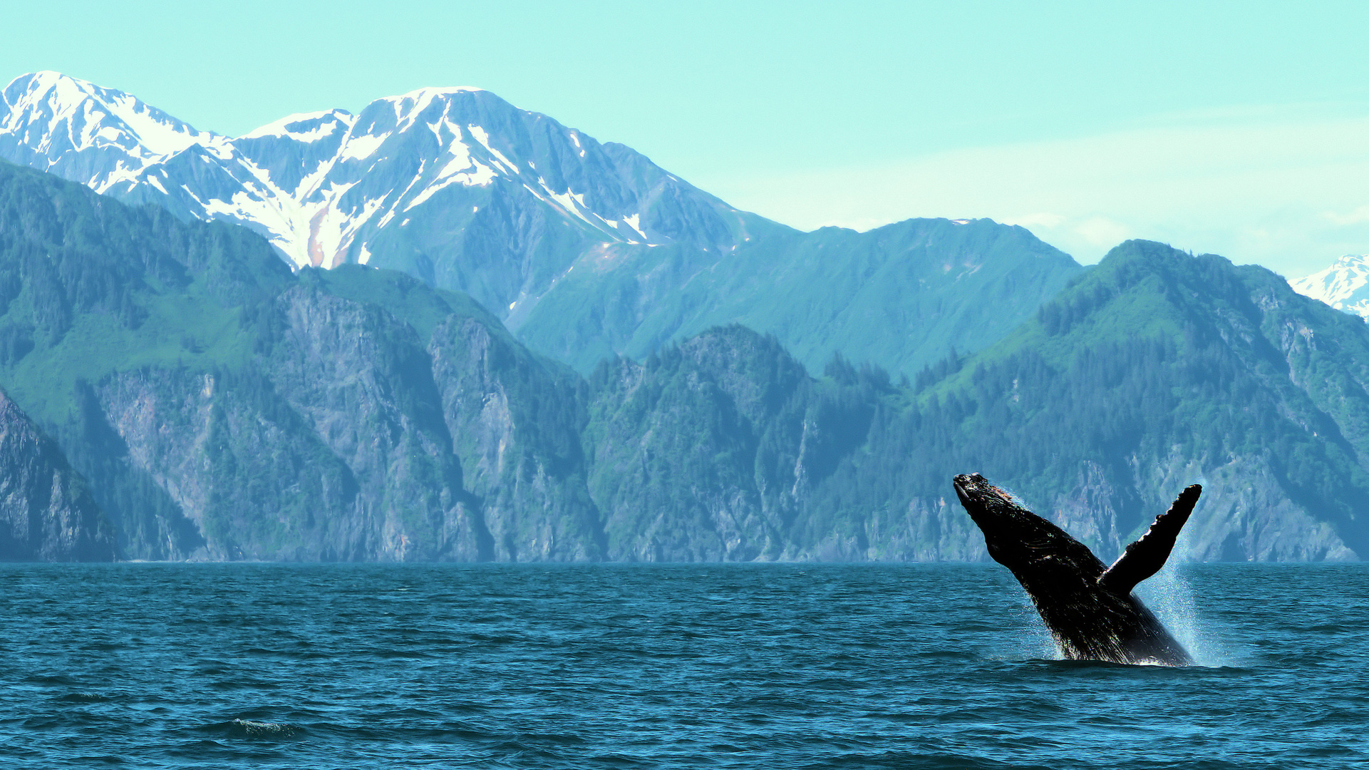 Buckelwal Kenai Fjords Alaska 2019