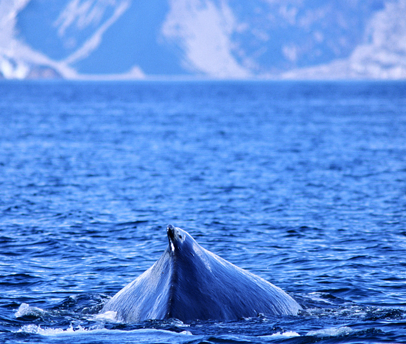 Buckelwal kurz vor dem Tauchgang (Alaska, USA)