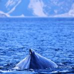 Buckelwal kurz vor dem Tauchgang (Alaska, USA)