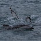 Buckelwal und Delfin