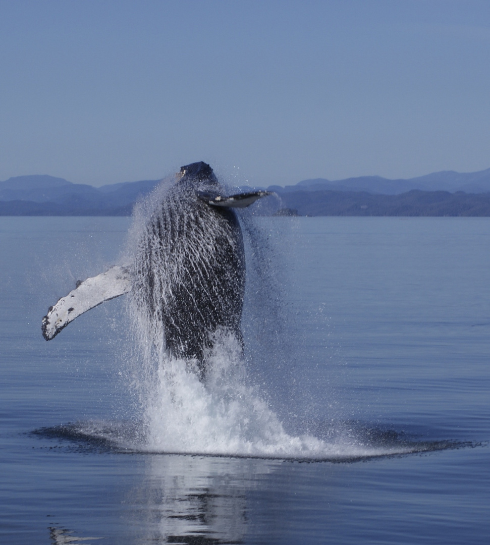 Buckelwal Vancouver Island