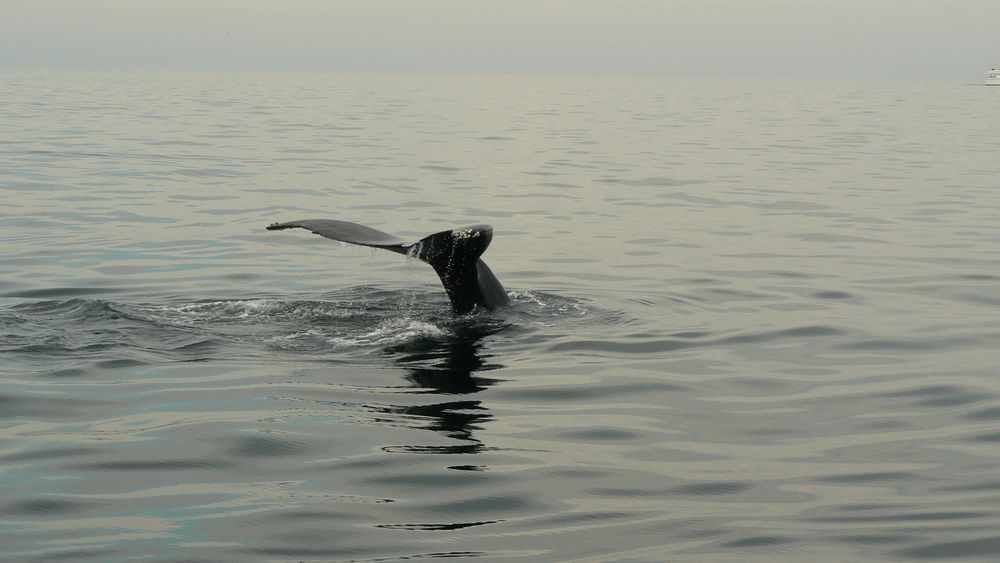 Buckelwal vor Cape Cod