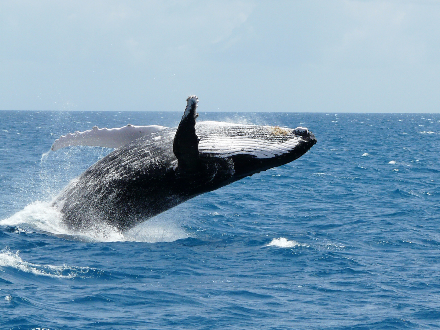 Buckelwal vor der Kueste Queenslands Foto & Bild | tiere, wildlife, säugetiere Bilder auf ...