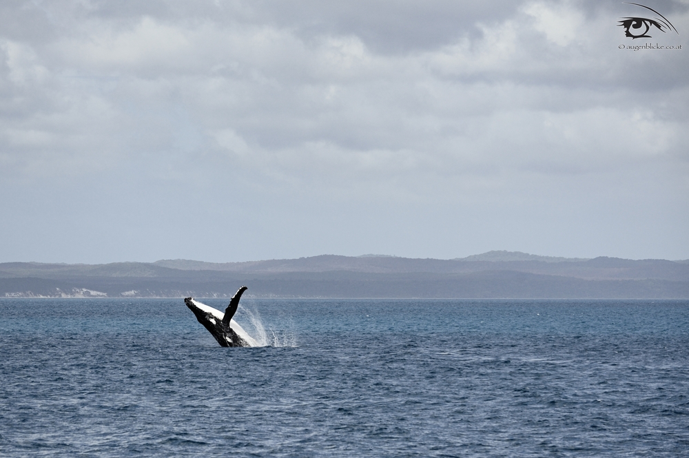 Buckelwal vor Fraser Island Australien