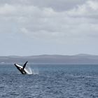 Buckelwal vor Fraser Island Australien