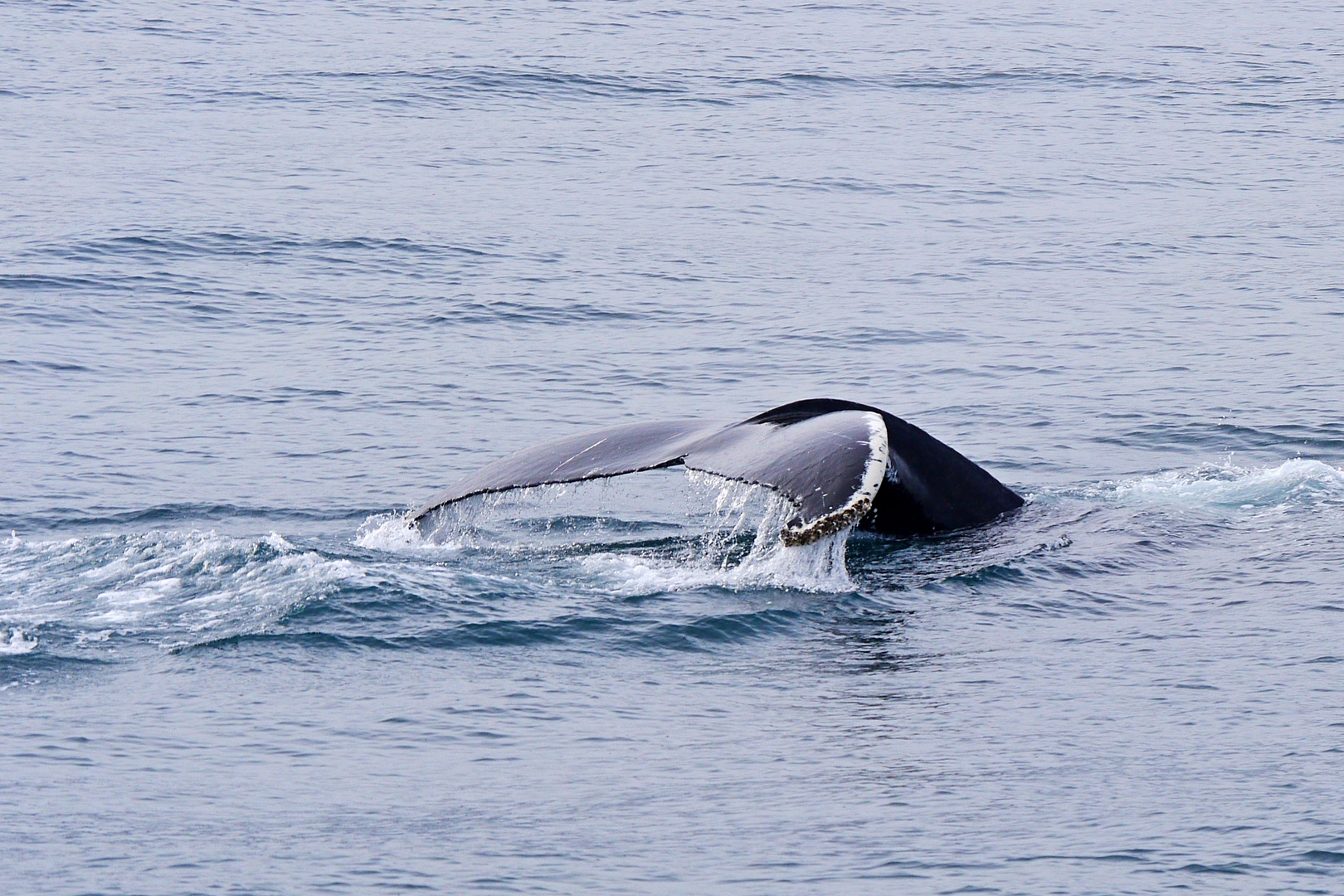 Buckelwal vor Husavik