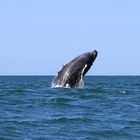 Buckelwale an Costa Ricas Pazifikküste