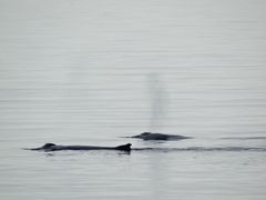 Buckelwale bei Sisimiut