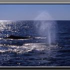 Buckelwale beim Ausblasen