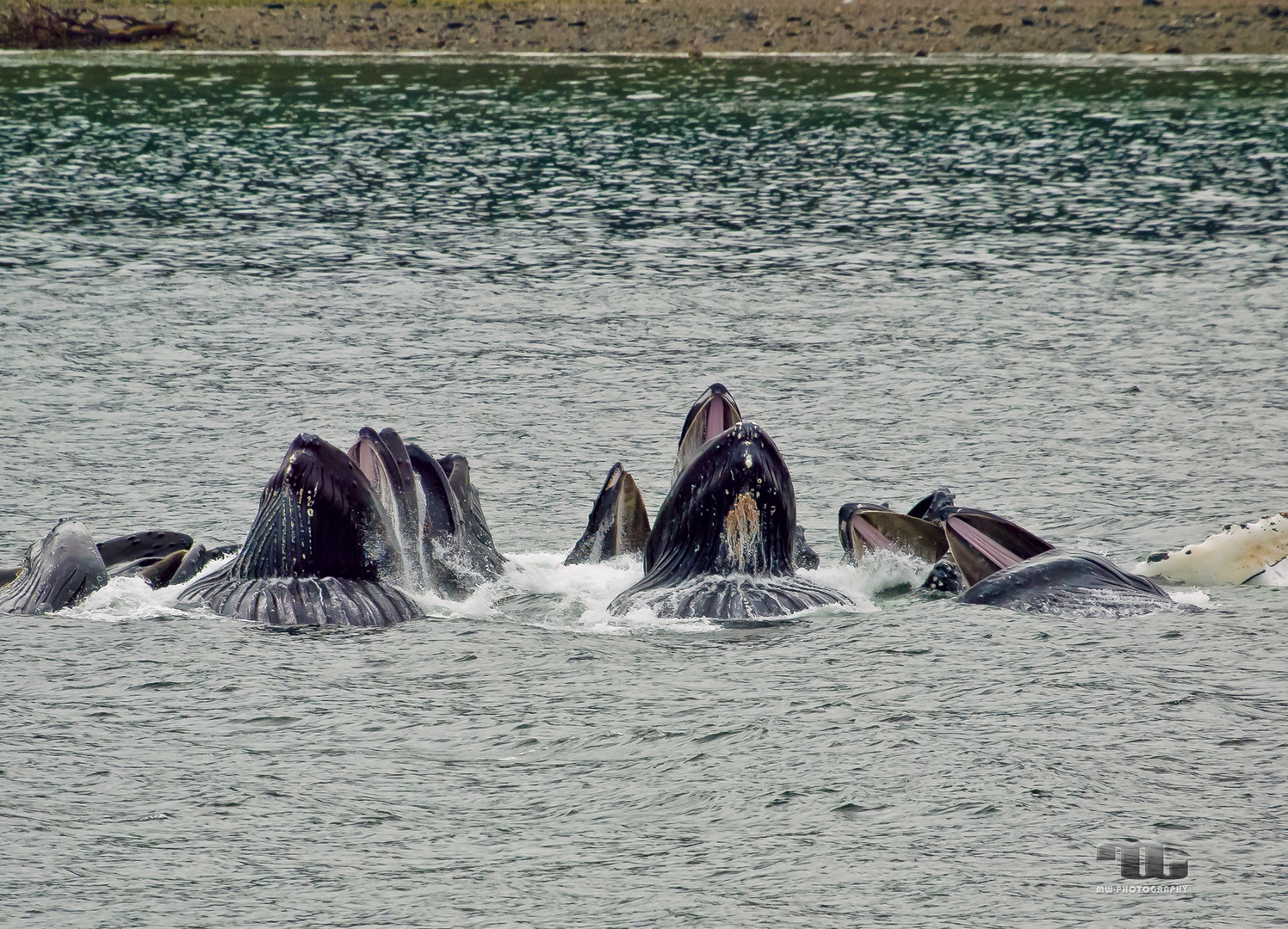 Buckelwale beim bubble feeding