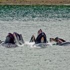 Buckelwale beim bubble feeding