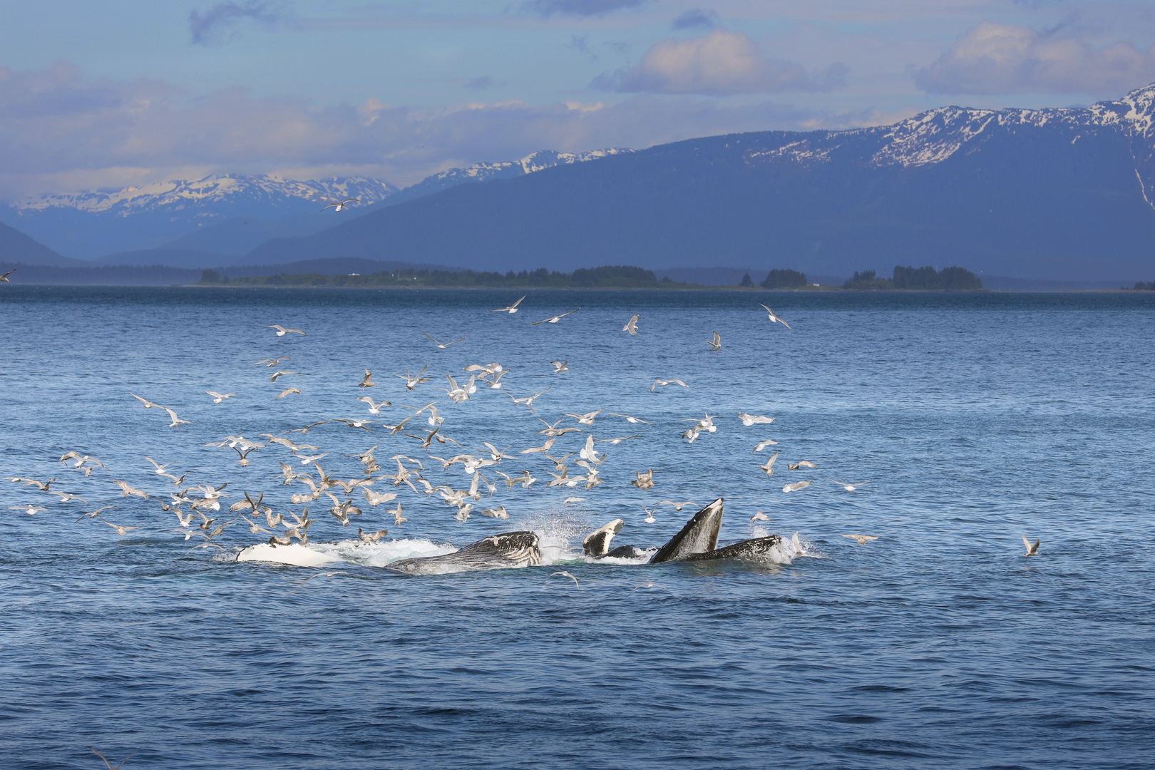 Buckelwale beim bubble net feeding