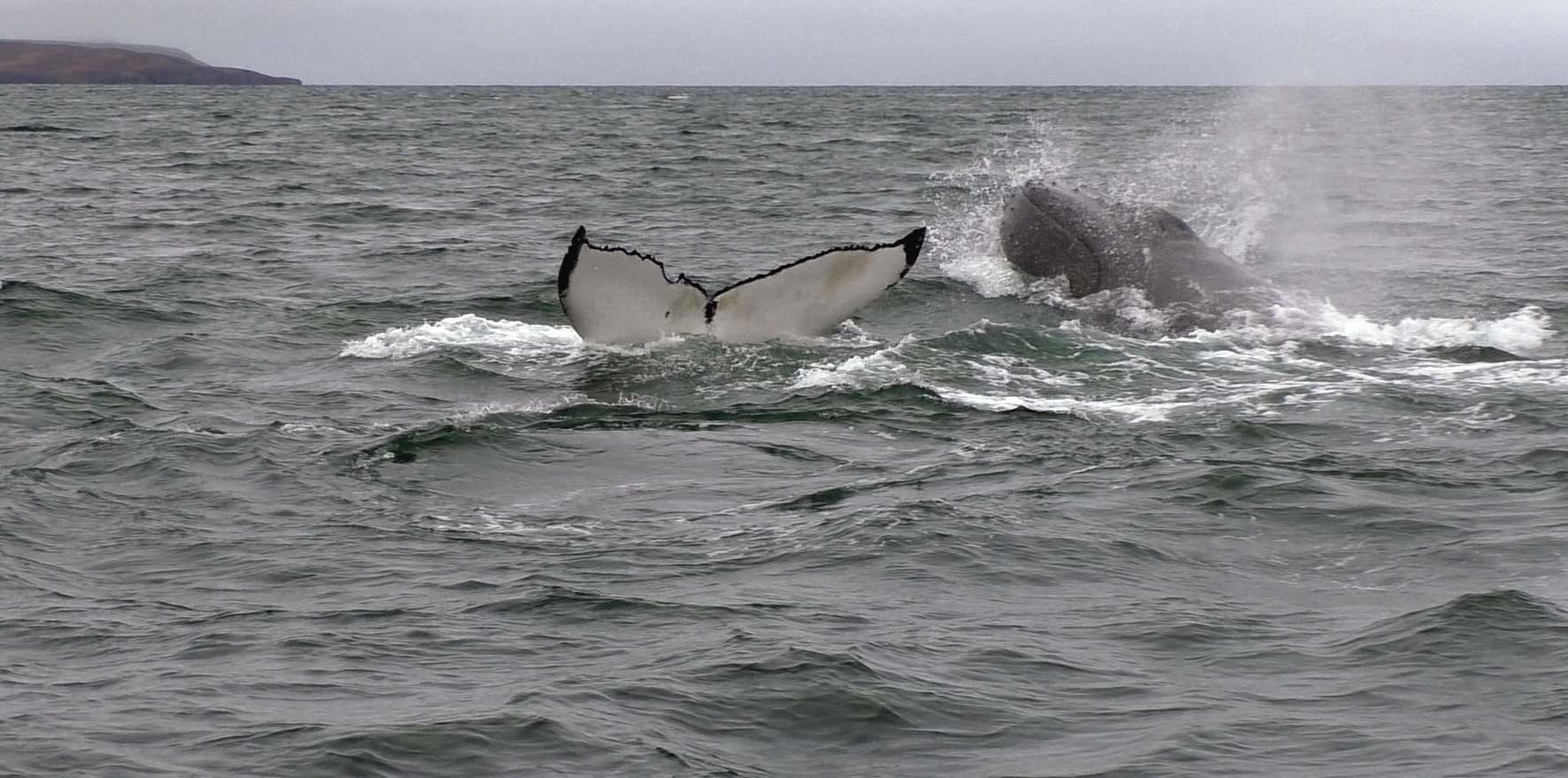 Buckelwale im Polarmeer Nordisland