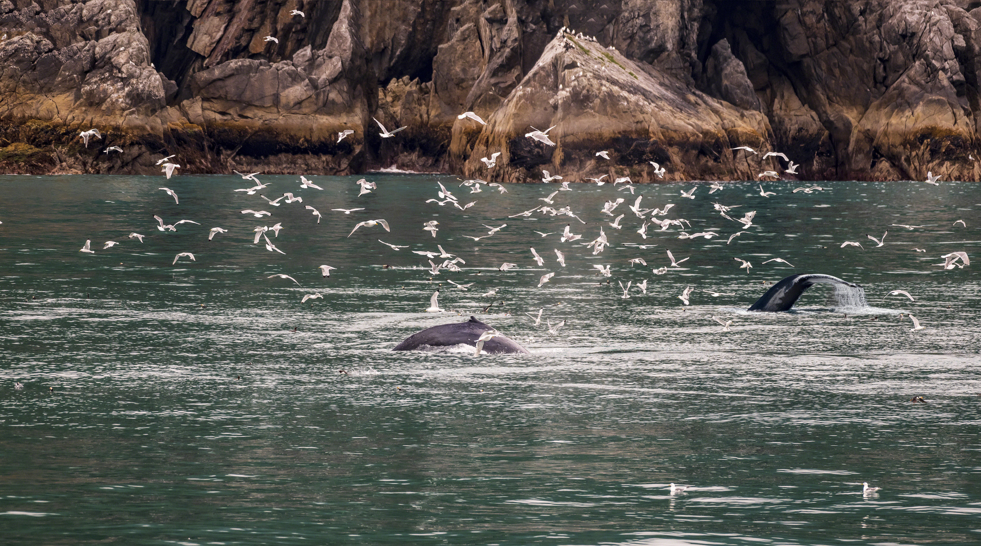 Buckelwale in der Resurrection Bay in Alaska