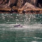 Buckelwale in der Resurrection Bay in Alaska