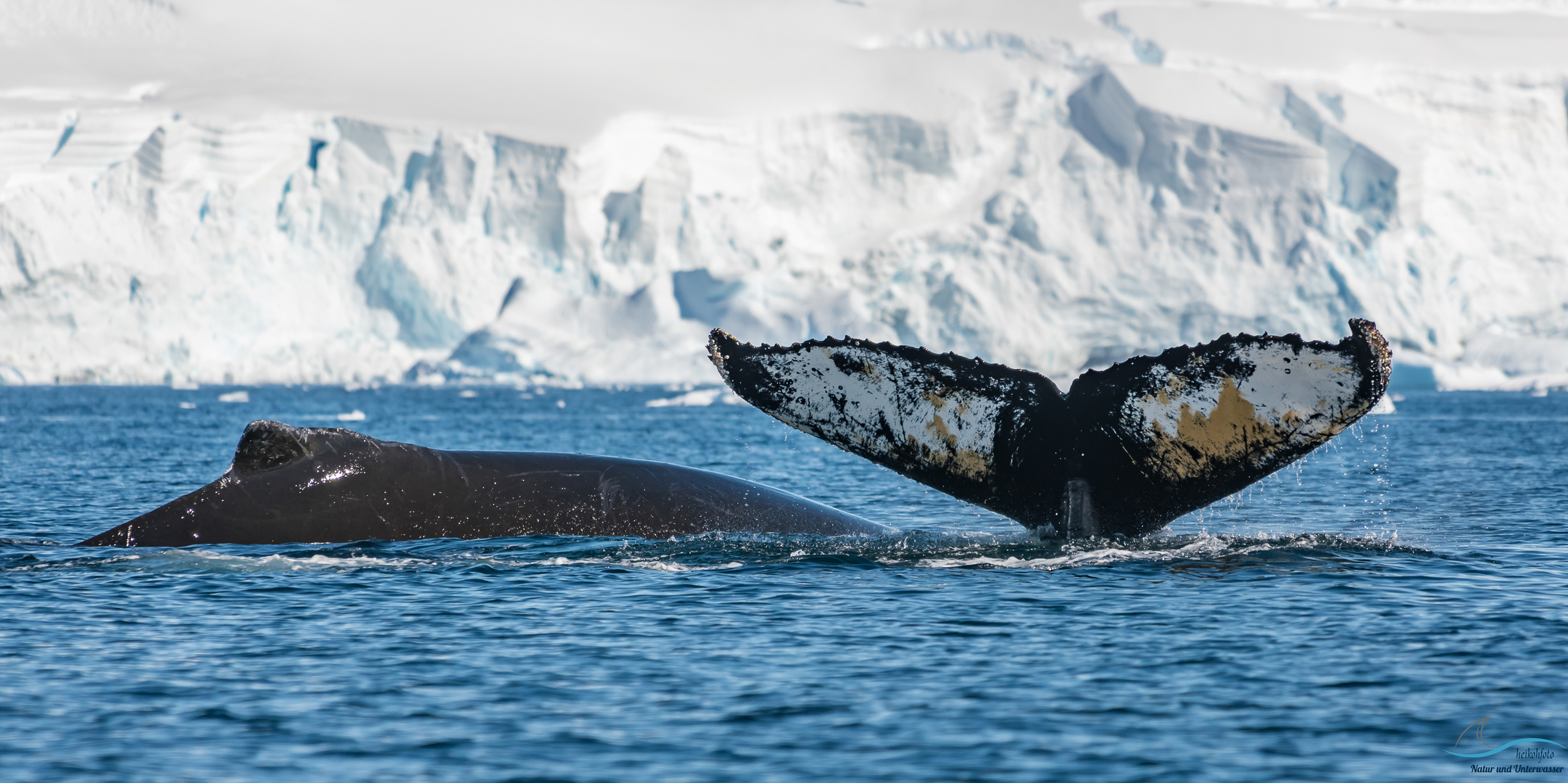 Buckelwale in der Wihelmina Bay Antarktis