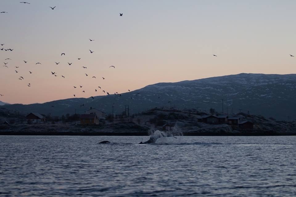 Buckelwale - Nordnorwegen