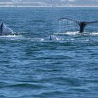 Buckelwale vor Monterey