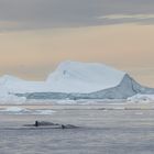 Buckelwale zwischen dem Eis - 2