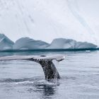 Buckelwale zwischen dem Eis - 5