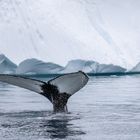 Buckelwale zwischen dem Eis - 6