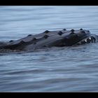 Buckelwalschädel