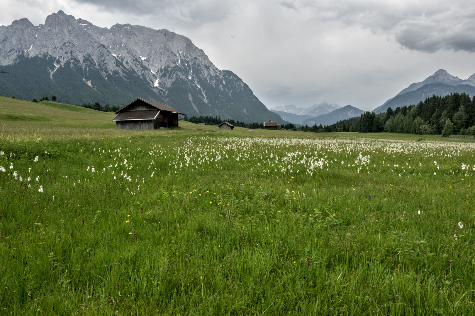 Buckelwiesen mit Wollgras