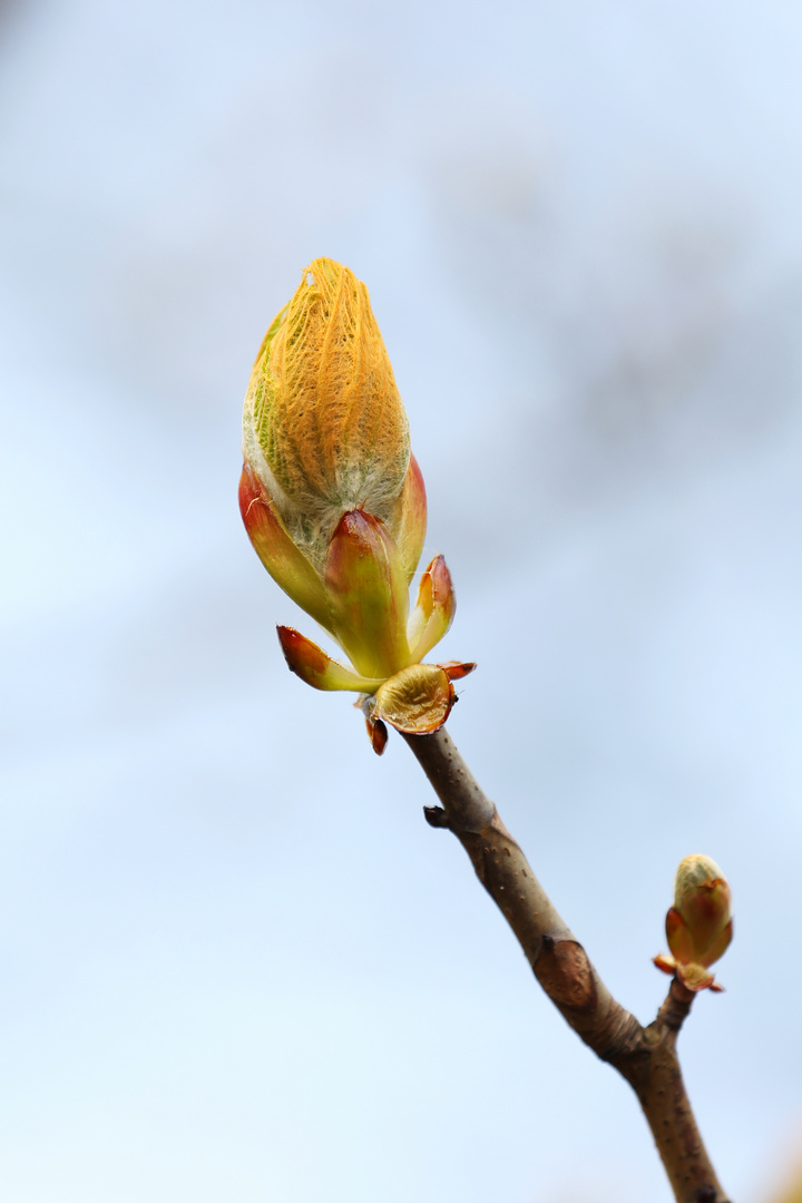 Buckeye Bud - Look Closer