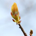 Buckeye Bud - Look Closer