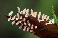 Buckingham-Schleimpilz (DIACHEA LEUCOPODIA)