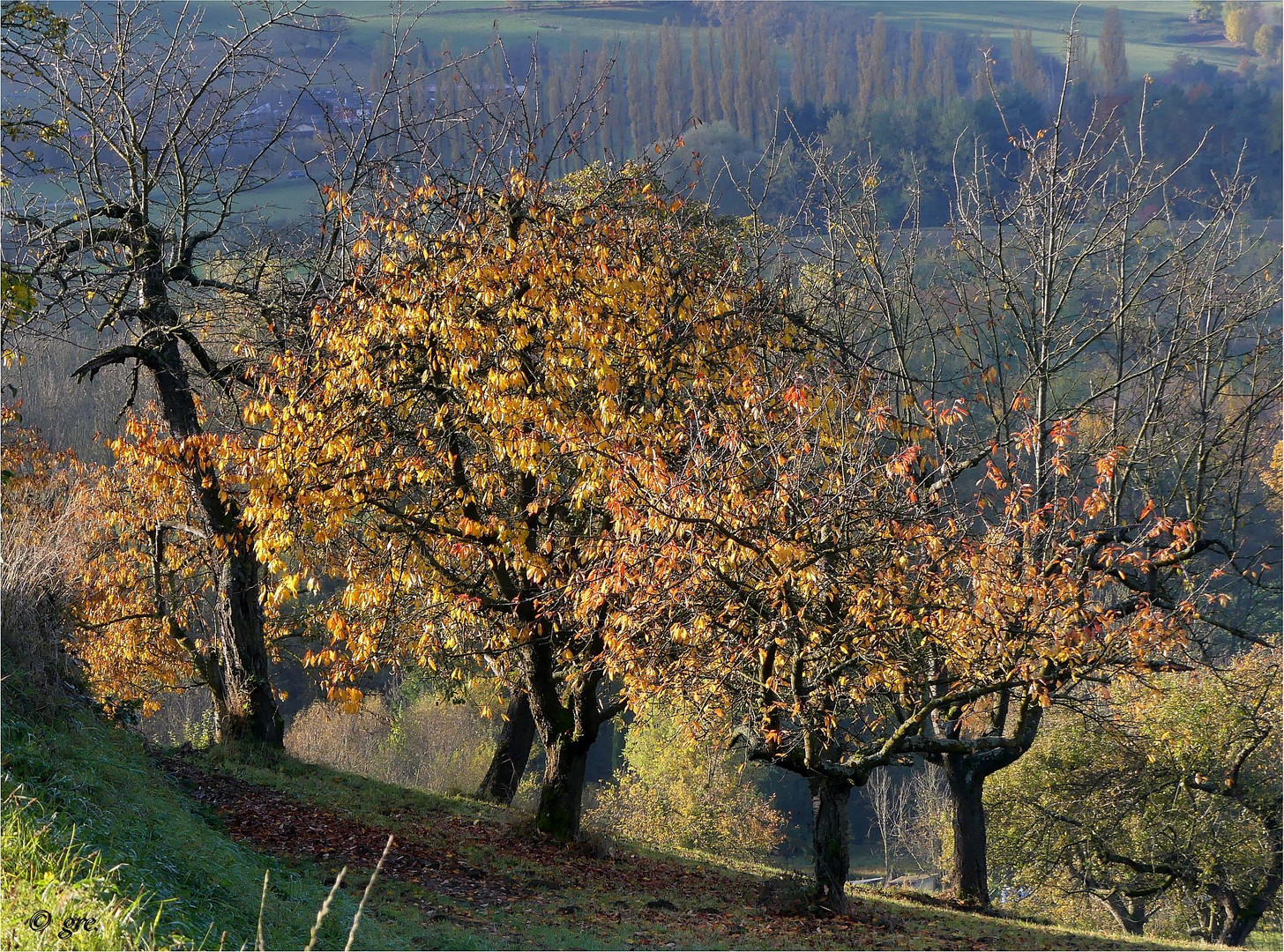 Bucklige Streuobstwiese